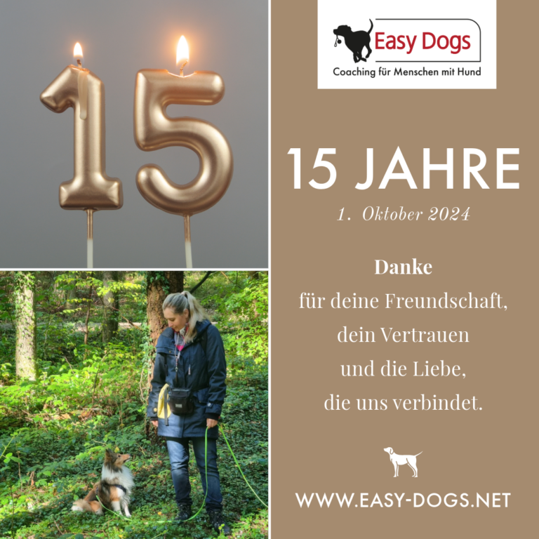 Antibiotika für Hunde: wie wirken sie und was muss man bei der