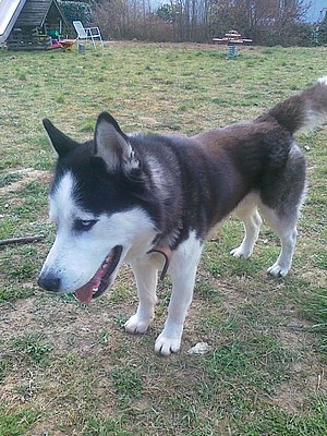 Chico nicht entspannt im Garten.