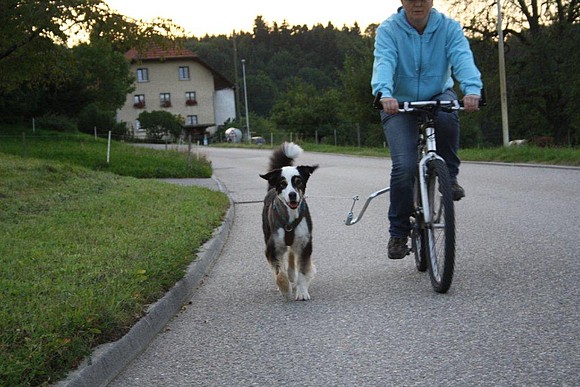 Pub Ikke vigtigt livstid Wertvolle Tipps zum Fahrradfahren mit dem Hund - Easy Dogs