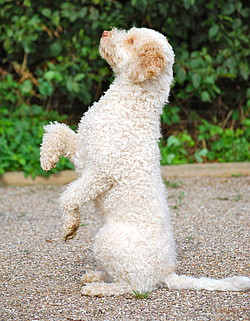 Verhalten erlernen: und Nachteile des freien Formens (Shaping) erklärt Theby - Easy Dogs