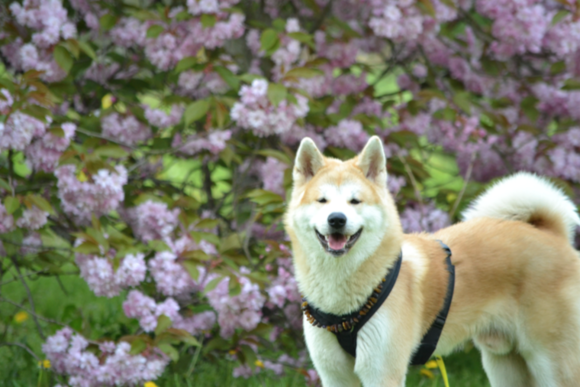 Anhänger Hund Akita Inu