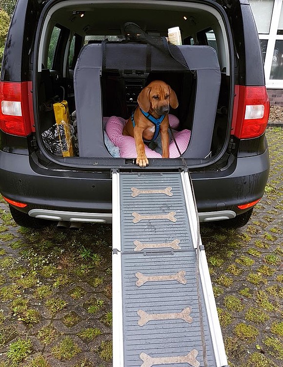 Warum eine Hundebox den Alltag des Familienhundes erleichtern kann