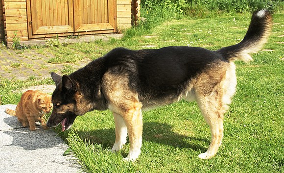 Hund Und Katze Gemeinsamkeiten Und Unterschiede Easy Dogs