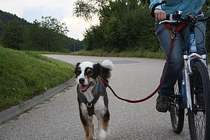 Pub Ikke vigtigt livstid Wertvolle Tipps zum Fahrradfahren mit dem Hund - Easy Dogs