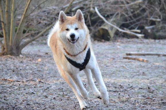 Anhänger Hund Akita Inu