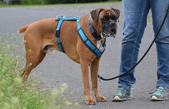 Reaktivität der Leine und effektiv beheben: Distanz-Emotions-Training nach Bina Lunzer - Easy Dogs