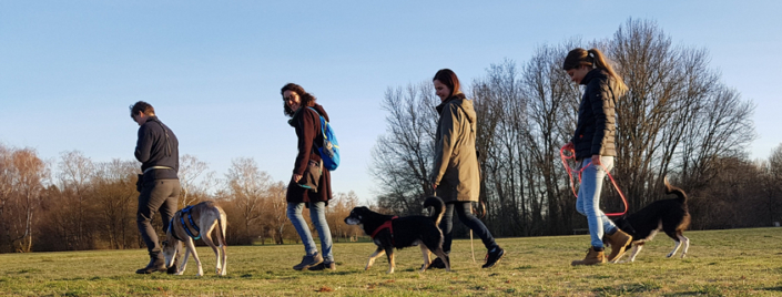 Social Walk & Begegnungstraining Easy Dogs