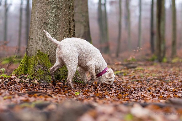 Die Trüffelsuche mit dem Hund - Easy Dogs