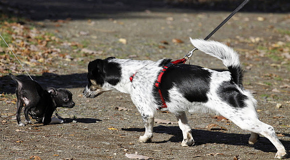 Hurtigt noget For en dagstur Angst beim Hund: woran man sie erkennt und sie uns im Training so oft  fordert - Easy Dogs