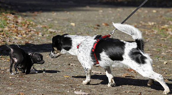 Angst beim Hund: woran man sie und uns im Training so oft fordert - Easy Dogs