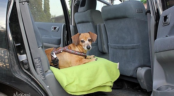 Autofahrt mit Hund - die richtige Ausstattung im Auto