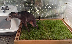 Aske fersken Transportere Carnilo – die Gras-Hundetoilette für die Wohnung und den Balkon im Test -  Easy Dogs