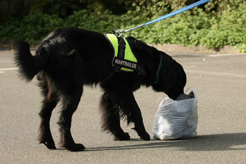 Mantrailing Easy Dogs