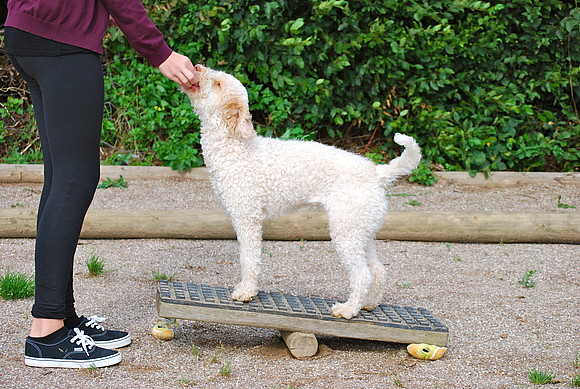 Verhalten erlernen: und Nachteile des freien Formens (Shaping) erklärt Theby - Easy Dogs