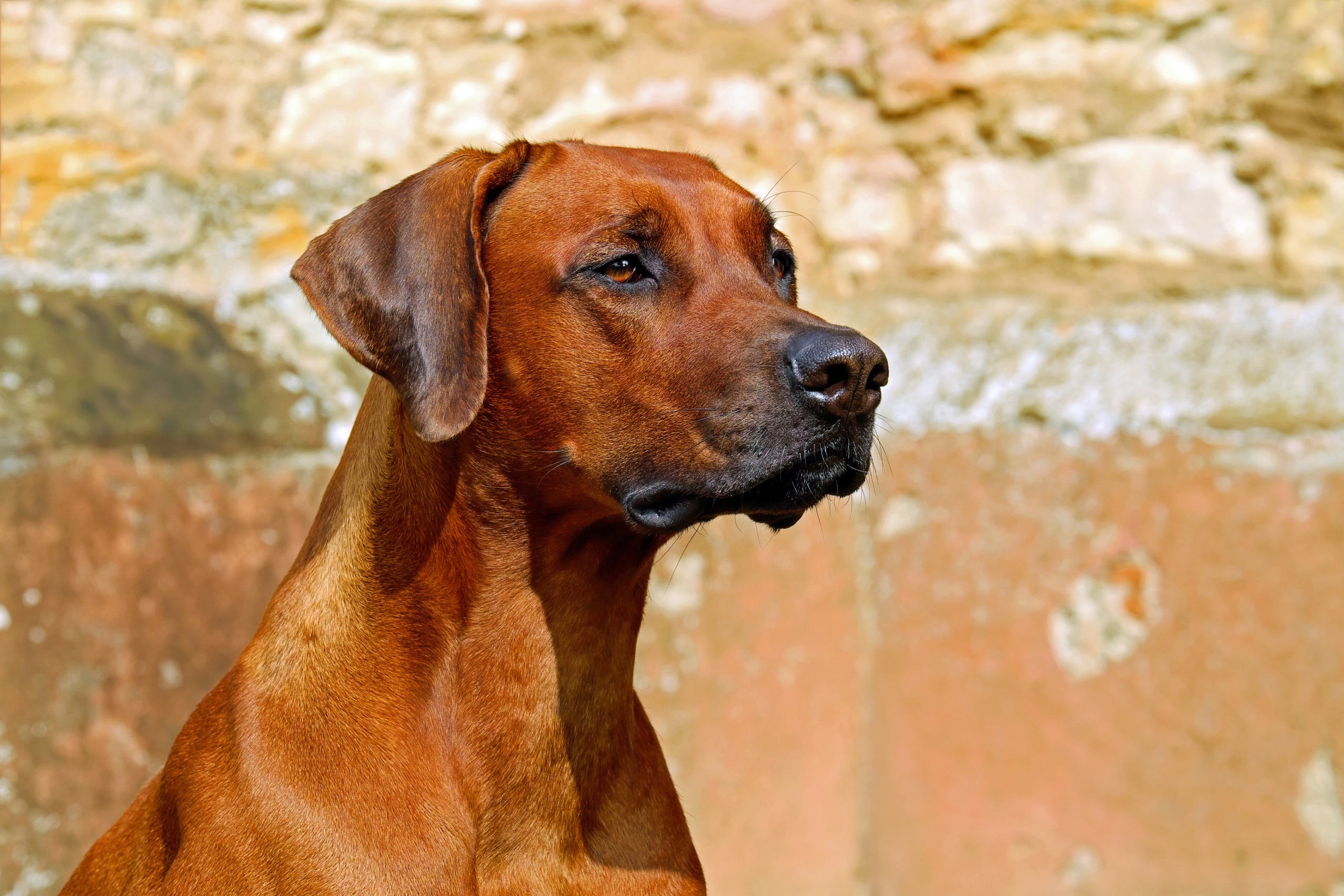 Der Rhodesian Ridgeback Dogs