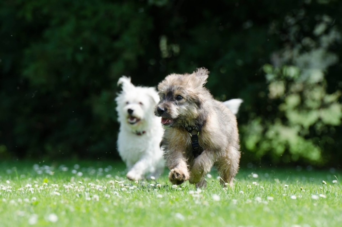 trainingsspaziergang-hundeschule-easy-dogs