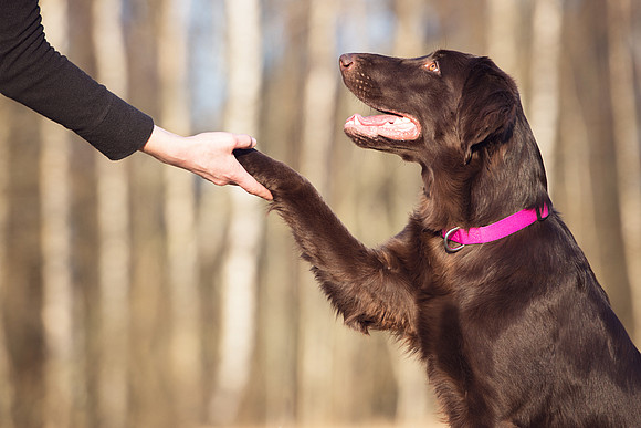 Die Vorteile von warum es ist, dem Hund verschiedene Lerninhalte zu vermitteln - Easy Dogs