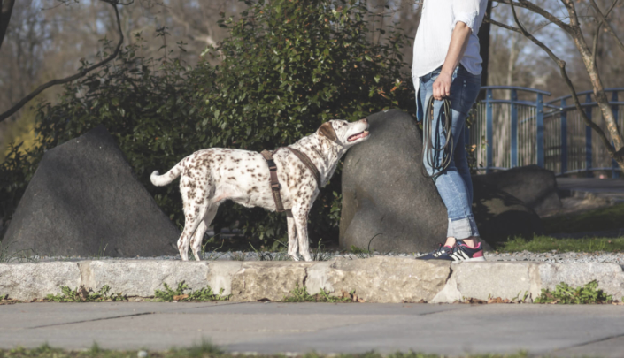 easy-dogs-hundeschulen-alltagstraining