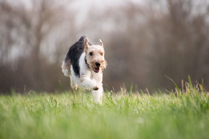 blog-hundetraining-easydogs