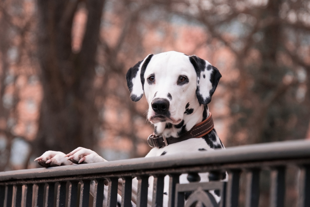 Meins!, Buch über Ressourcenverteidigung beim Hund von Jean Donaldson