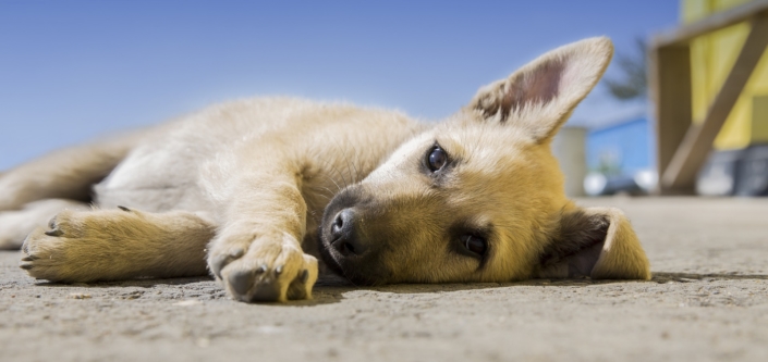 easy-dogs-hundeschule-BHV