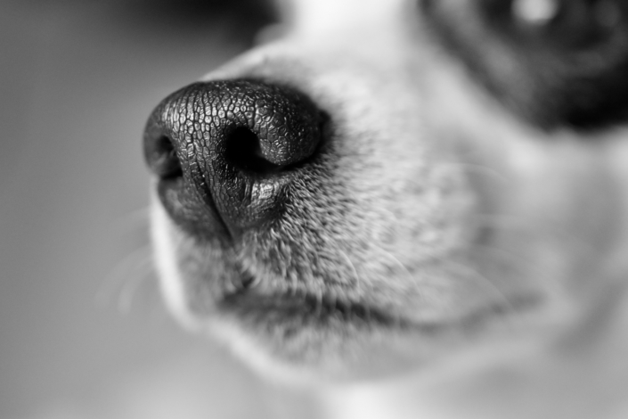 hundetraining-easy-dogs-clicker