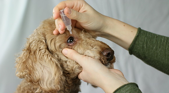 Erste Hilfe Anleitung für den Hund, Tierarztpraxis Pingen