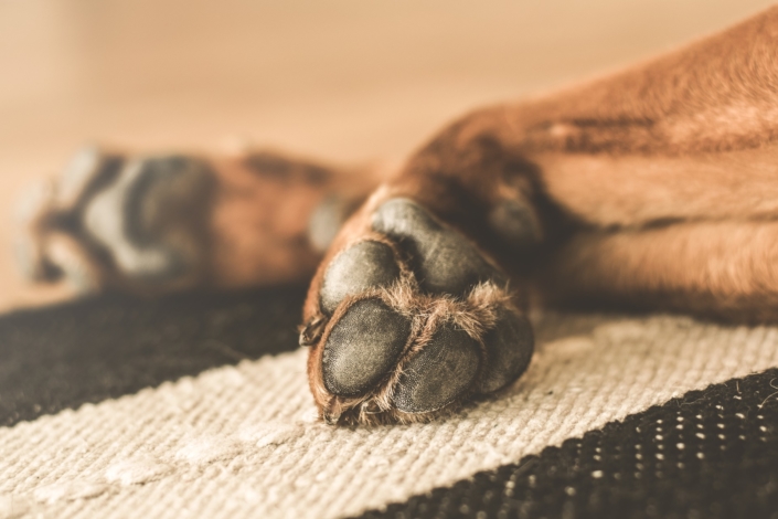 problemhund-hundeschule-easydogs