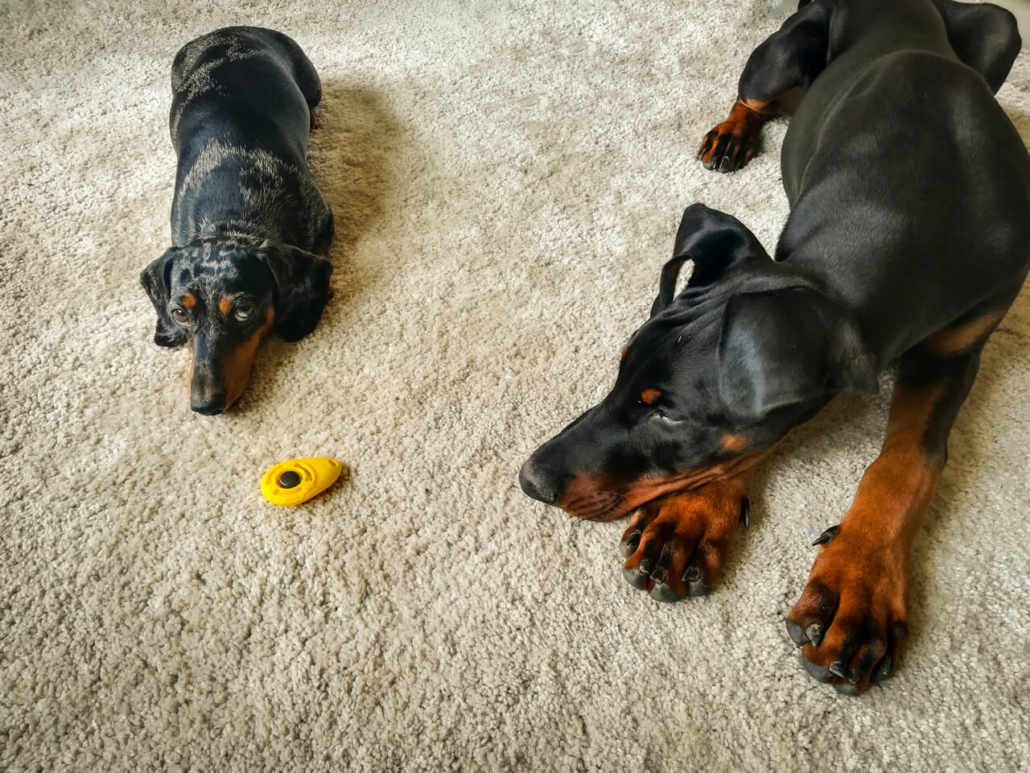 Das Markersignal im Hundetraining was ist das und wie funktioniert es