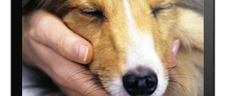 EntspannungsTraining für Hunde, DVD um Stress, Ängste und