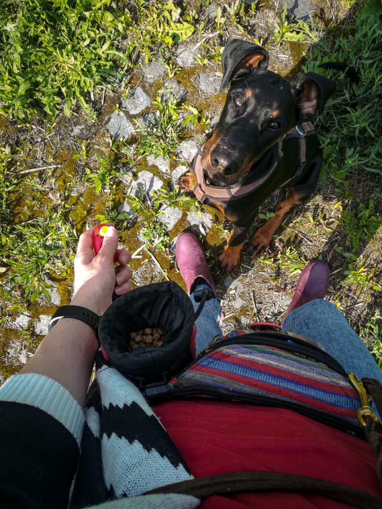 Das Markersignal im Hundetraining was ist das und wie funktioniert es