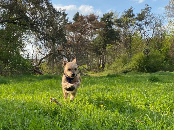 Bedürfnisse-Bindung-Emotionen-Hund-Training-Easydogs-Fürth