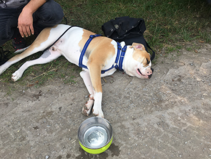 Beduerfnisse-beim-Hund-2