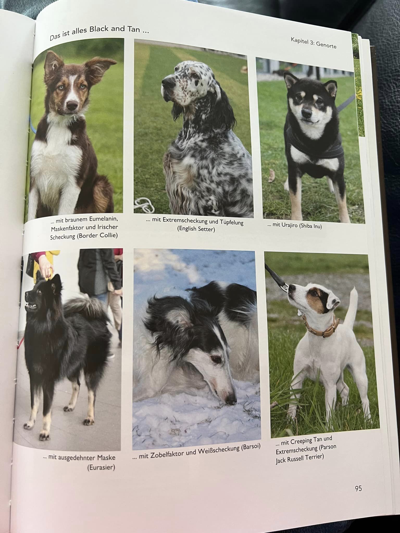 Die der Fellfarben beim Hund, Buch von Dr. Anna Laukner, Dr