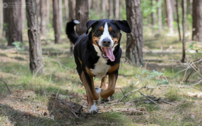 Der-grosse-schweizer-sennenhund