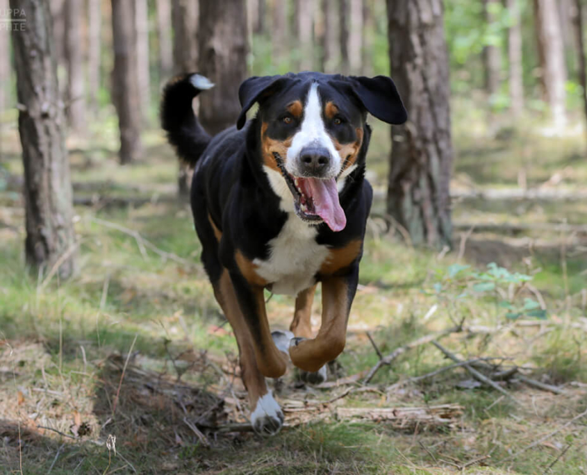 Territorialverhalten Archive Easy Dogs