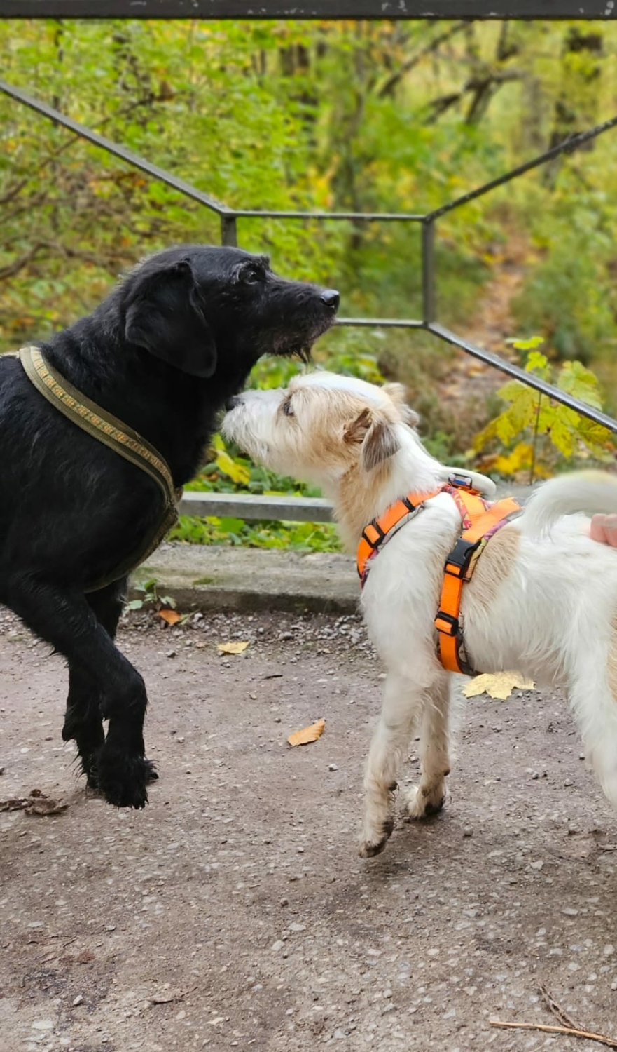 Hund Legt Sich Bei Hundebegegnungen Hin Alternativverhalten in Hundebegegnungen - Easy Dogs