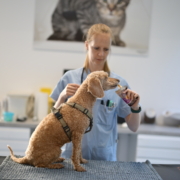 Easy-Dogs-Doro-Johnen-Prämedikation-Tierarztangst