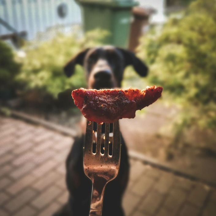 Emotionen-beim-Hund-1