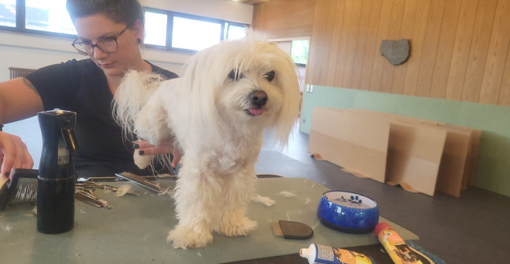 Malteser Cooper steht auf dem Tisch bei Hundefriseurin Daniela Maier.