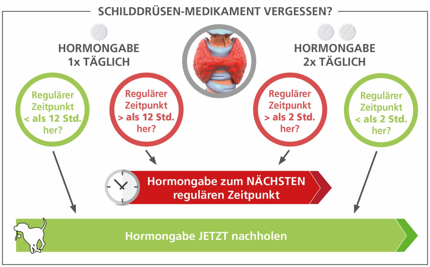 Schilddrüsentablette für den Hund vergessen und jetzt? Easy Dogs