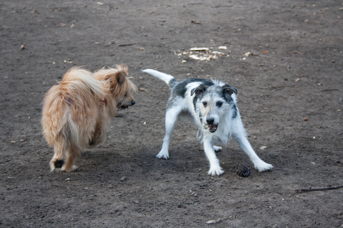 Hund-Hund-Kommunikation-3