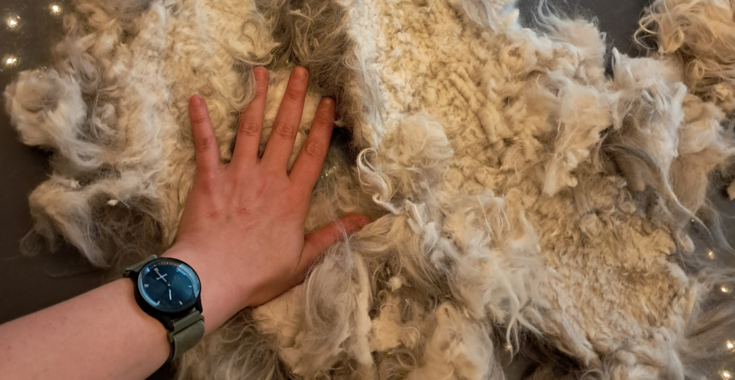 Verfilzungen eines Freigängerkaters der Rasse Maine Coon.