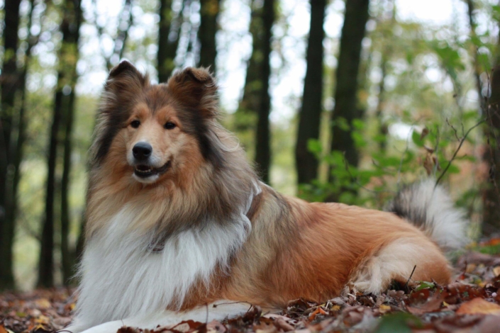 Rasseportrait: Hüte- und Hirtenhunde von Doris Roth - Easy Dogs