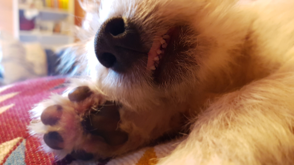 Welpen Die Ganze Wahrheit Uber Die Welpenzeit Easy Dogs