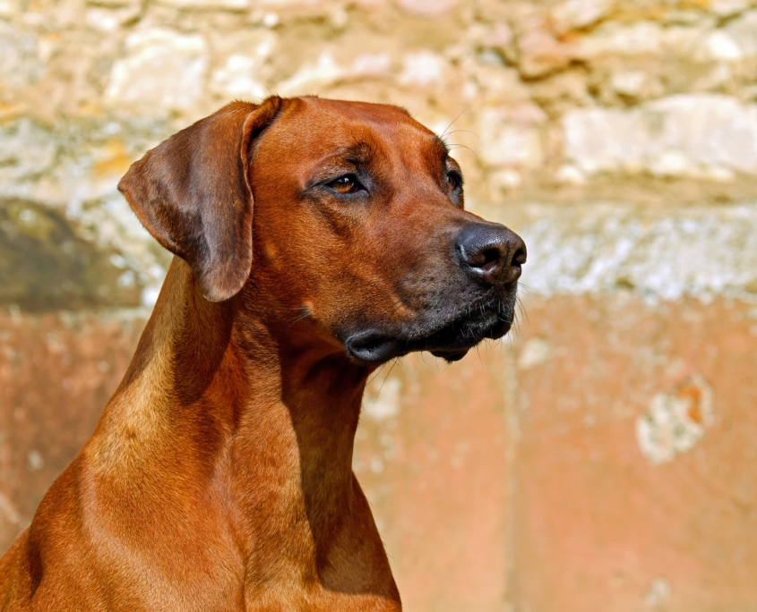 Der Rhodesian Ridgeback Dogs