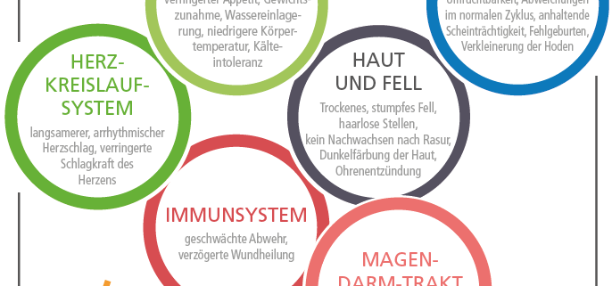 SchilddrüsenUnterfunktion beim Hund Ursachen, Symptome und Therapie
