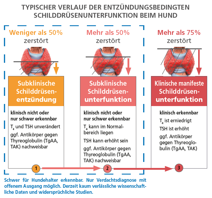 schilddrüsenunterfunktion beim hund