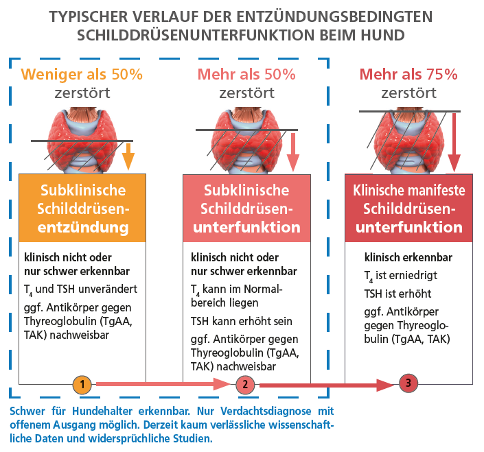 SchilddrüsenUnterfunktion beim Hund Ursachen, Symptome und Therapie