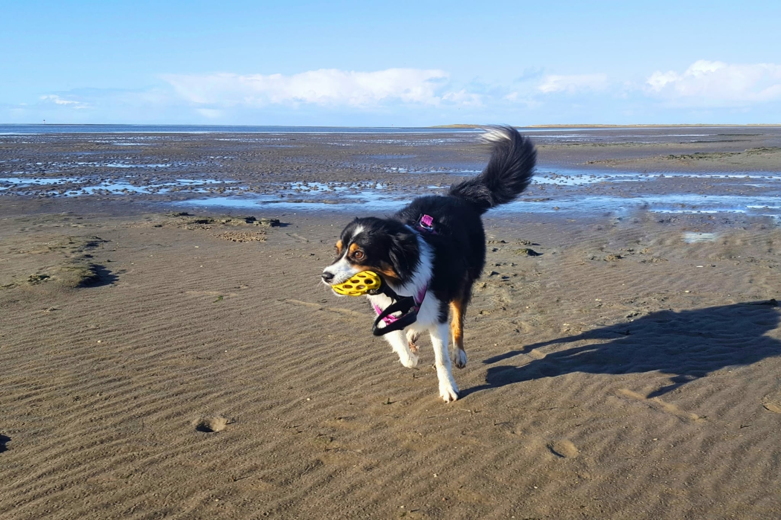 Was ist der “Will to please” beim Hund? Easy Dogs